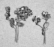 紅四方面軍過(guò)草地時(shí)吃的野菜標(biāo)本