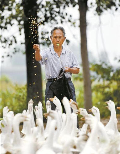 提及為何拍攝這樣一組寫真照時，王周松樂了：“這是個意外！”一個多月前，他在放鵝途中被幾位年輕人邀請拍照，不想卻成了“網紅”。