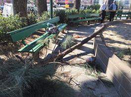 舊金山華盛頓廣場公園的大樹干倒下砸中華裔婦人。