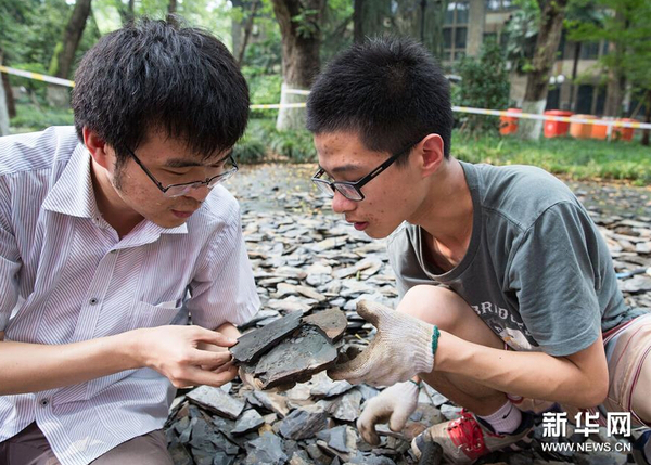 8月21日，市民在南京古生物博物館參加“砸化石”活動。