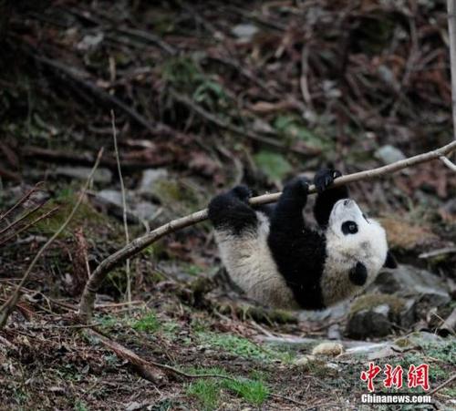 中國大熊貓野化訓(xùn)練。 鐘欣 攝