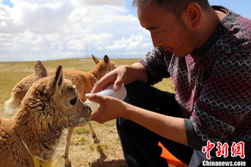 資料圖：小藏羚羊。<a target='_blank' href='http://www.chinanews.com/'>中新社</a>發(fā) 趙凜松 攝