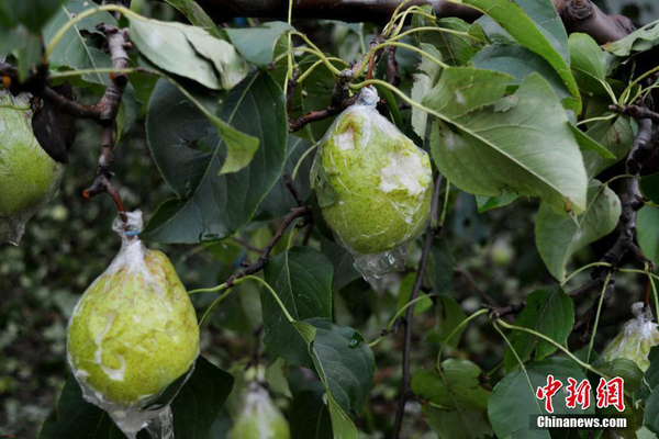山東濱州秋季突降特大冰雹 近十萬畝鴨梨慘遭絕產(chǎn)2