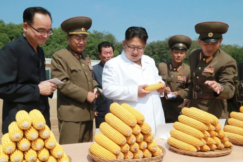 金正恩察看農(nóng)作物試點栽培田和溫室等，具體了解了育種情況。金正恩對農(nóng)場新培育出的適合朝鮮氣候土壤條件、產(chǎn)量高的玉米品種表示滿意。金正恩就農(nóng)場的今后工作作出指示，并為新品種玉米命名“平玉9”號。