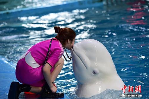 9月26日，在山東蓬萊海洋極地世界，這里的海豚在馴獸師指揮下，完成了跳躍、頂球、轉(zhuǎn)呼啦圈等各種動作，海豚充滿靈性的表演，令現(xiàn)場觀眾叫好。 蔡紅文 攝