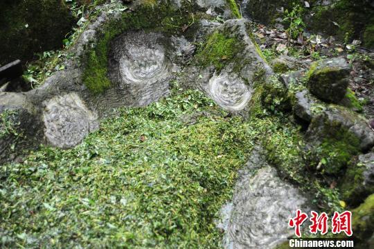 圖為一個(gè)看似石巢四周的石頭上，開出了一朵朵“石花”?！￡惐躺?攝