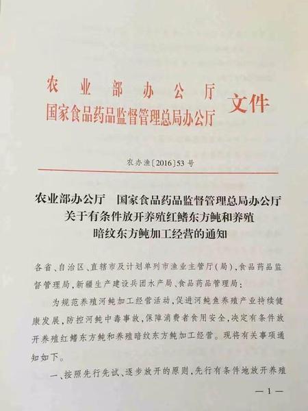 你敢吃嗎？首批養(yǎng)殖河豚預計11月底擁有市場流通資質(zhì)