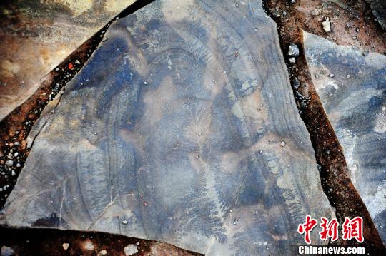 圖為如人工雕刻般栩栩如生的“巖畫”?！￡惐躺?攝