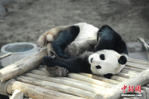 大熊貓“佑佑”在室內(nèi)館酣睡。 <a target='_blank' href='http://www.chinanews.com/'>中新社</a>記者 于琨 攝