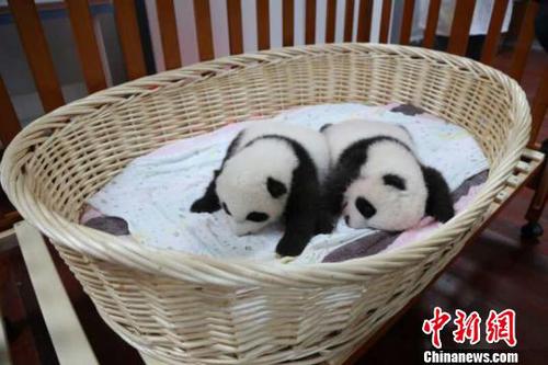 這對(duì)雙胞胎兄妹十分活潑好動(dòng)?！∧啕?攝