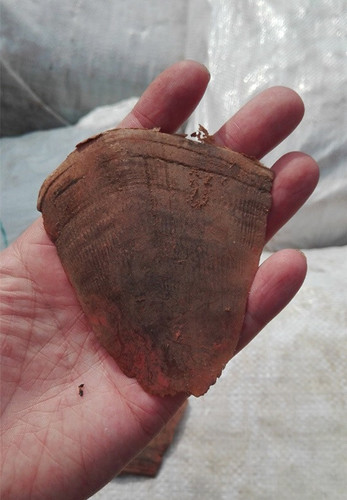 上海海關(guān)27日公布近日查獲特大走私進口珍貴動物制品案，抓獲犯罪嫌疑人3名，查獲穿山甲鱗片101包、約3.1噸。