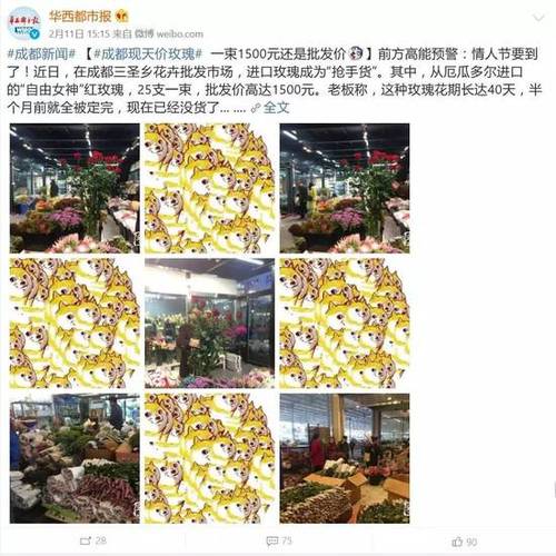 情人節(jié)進口玫瑰炒到1500元一束 國產(chǎn)玫瑰差在哪？