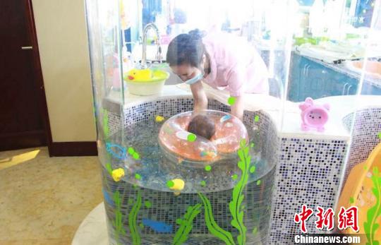 一名新生兒正在護士的陪同下，在月子會所的泳池中戲水?！＄娚z