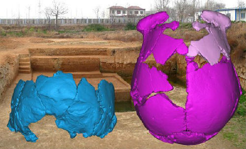 河南許昌發(fā)現(xiàn)的兩個(gè)人頭骨的3D復(fù)原圖片。新華社發(fā)