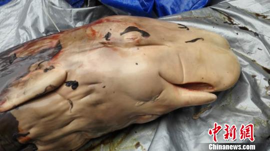 擱淺大亞灣死亡抹香鯨體內發(fā)現胎盤專家稱屬世界首例