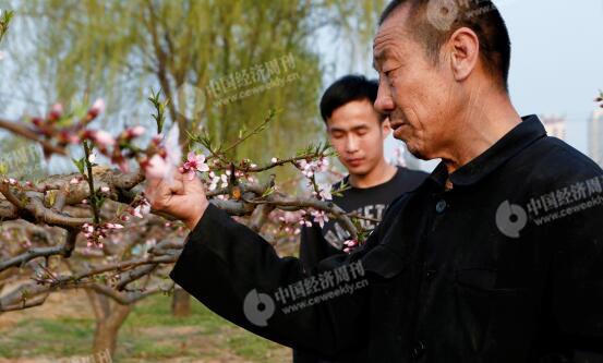 p30-1-胡偉和父親在自家地里，他們近年來專門種植桃子。他們身后是一處商業(yè)樓盤。