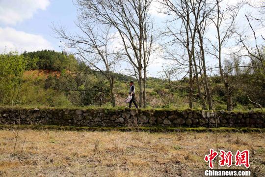 客家人在遷徙至范塅后在當?shù)亟Y草為廬，開荒種地，繁衍生息。在狹長的河谷地帶墾荒種地，沿山腳造田?！↑S一魏 攝