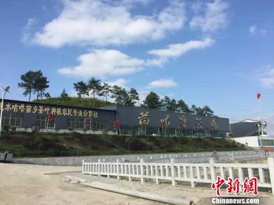 長巖村于2014年成立的貴州惠水咕嚕苗鄉(xiāng)茶葉種植農(nóng)民專業(yè)合作社?！Ⅸi 攝