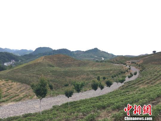 隨著四通八達(dá)且快捷的公路網(wǎng)的搭建，茶產(chǎn)業(yè)的興起，長(zhǎng)巖村打造國(guó)際度假中心的信心滿(mǎn)滿(mǎn)?！Ⅸi 攝