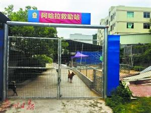 夫妻賣深圳2套房養(yǎng)百余流浪狗 每年花二三十萬