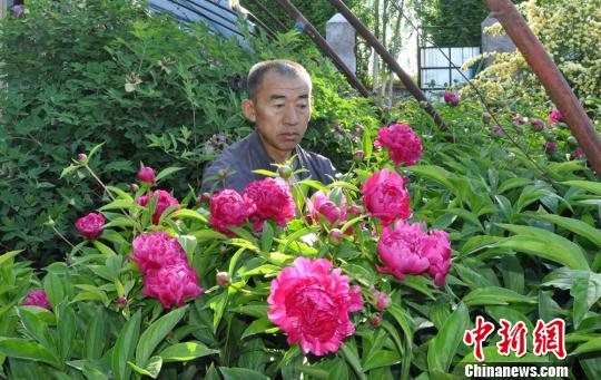 任建德2008年把花苗裝在袋子里從洛陽背回新疆。圖為他定植了第四年的芍藥?！∩蝾Ｑ?攝