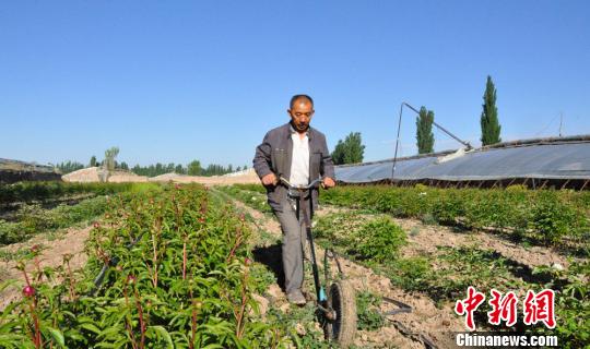 任建德正在給牡丹、芍藥園中耕除草?！∩蝾Ｑ?攝