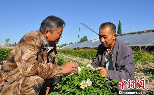 任建德正給人介紹牡丹花的食用和藥用價值?！∩蝾Ｑ?攝