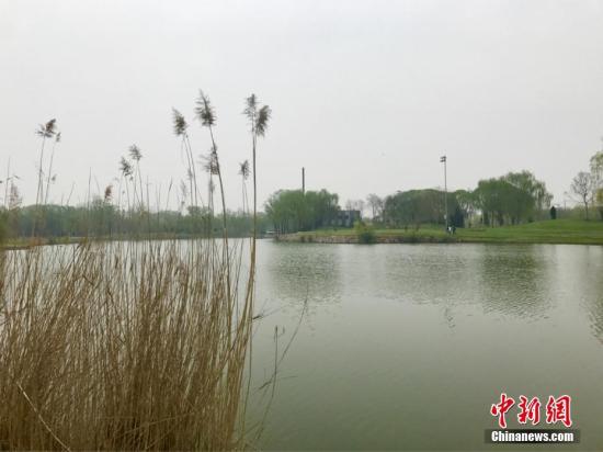 今年的清明假期期間，因“河北雄安新區(qū)”的消息，被譽(yù)為“華北明珠”的河北省白洋淀景區(qū)吸引了眾多游客前來(lái)觀(guān)光旅游。記者在景區(qū)雄縣碼頭周邊探訪(fǎng)時(shí)發(fā)現(xiàn)，白洋淀景區(qū)已展現(xiàn)了迷人的秀麗景色。此時(shí)節(jié)，桃花綻放，楊柳泛青，鶯飛草長(zhǎng)，非常適宜出游踏青。有當(dāng)?shù)厝吮硎?，從這個(gè)月份開(kāi)始一直到白洋淀內(nèi)的荷花全部綻放，淀里的景色將會(huì)一天比一天美。張帆 攝