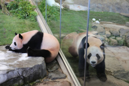 這是6月4日在日本和歌山縣白浜野生動物園拍攝的大熊貓“陽浜”(左)和“海浜”。(新華社記者方藝曉攝)