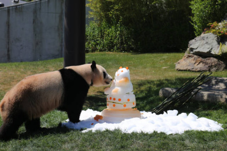 6月4日，在日本和歌山縣白浜野生動物園，大熊貓“優(yōu)浜”享用動物園準備的禮物——一個由竹子、胡蘿卜、蘋果、蜂蜜制成的冰塊蛋糕。(新華社記者方藝曉攝)