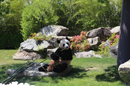 6月4日，在日本和歌山縣白浜野生動物園，大熊貓“優(yōu)浜”在送別儀式上啃竹子。(新華社記者方藝曉攝)