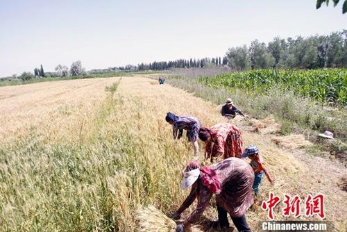 6月9日，在新疆喀什地區(qū)巴楚縣，當(dāng)?shù)剞r(nóng)民正在搶收夏糧。進(jìn)入6月，新疆1760萬畝小麥陸續(xù)開鐮收割。據(jù)悉，今年新疆糧食種植面積3406萬畝，其中小麥種植面積1760萬畝，預(yù)計小麥產(chǎn)量可達(dá)到660萬噸。<a target='_blank' href='http://www.chinanews.com/'>中新社</a>記者 王小軍 攝