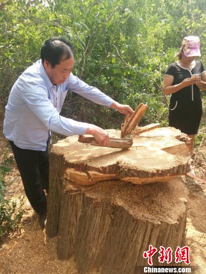 古柏樹只剩下約一米高的樹樁。民眾供圖