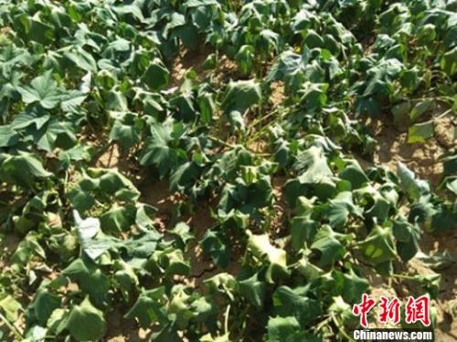  圖為甘肅隴南徽縣連續(xù)高溫暴曬下，紅薯藤卷曲?！＄娦?攝