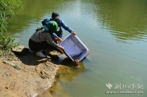 王崗和田巍夫婦正在放生娃娃魚。通訊員 李維君 攝。