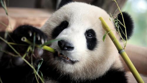 法國正準(zhǔn)備迎接大熊貓寶寶的到來。來源：路透社。
