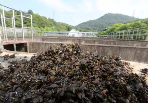西湖邊每天撈起半噸海瓜子 網友:蔥油還是紅燒