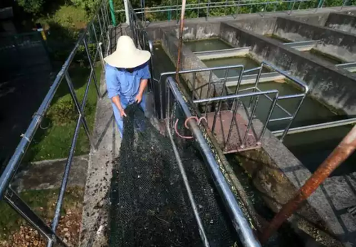 西湖邊每天撈起半噸海瓜子 網友:蔥油還是紅燒
