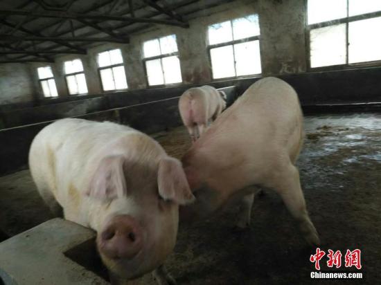 豬場。(資料圖) 闞力 攝