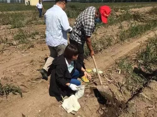 時(shí)隔毒大蔥事件一個(gè)月 仍有商家違規(guī)售高毒農(nóng)藥