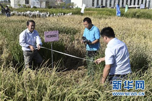 “海水稻”長在海里嗎？它的這些事你不一定知道