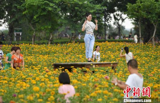 圖為游客在花叢中拍照留念?！蚊?攝