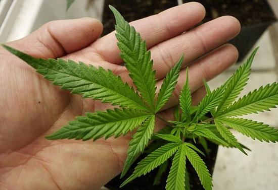 美國一大學(xué)首設(shè)大麻種植學(xué)位 學(xué)生爭相選報
