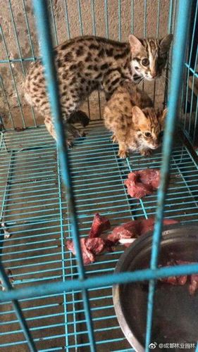女子自掏腰包救下2只豹貓 警方:購買保護(hù)動物不妥