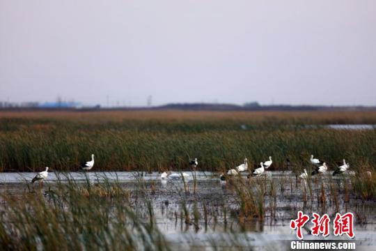 生態(tài)環(huán)境的改變讓越來(lái)越多的東方白鸛重返莫莫格濕地 李軍俊 攝