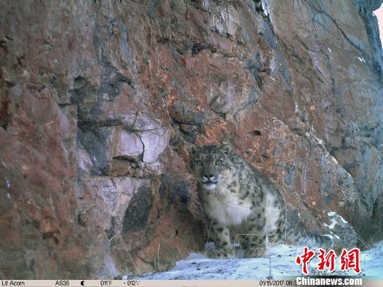 雪豹素有“高海拔生態(tài)系統(tǒng)健康與否的氣壓計”之稱，1996年《中國瀕危動物紅皮書》已將其列為瀕危物種，目前中國是全球雪豹最大分布國，涵蓋其60%的棲息地。山水自然保護中心提供
