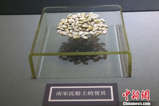 海上絲綢之路貨幣與貿(mào)易展上的南宋沉船貨貝。　李倩倩　攝