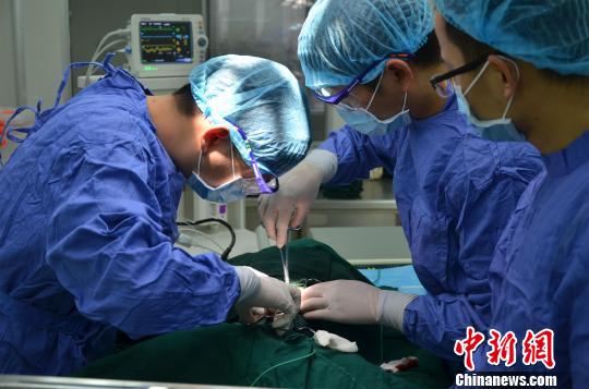 團(tuán)隊成員在猴子身上做實(shí)驗(yàn) 杜巍巍 攝