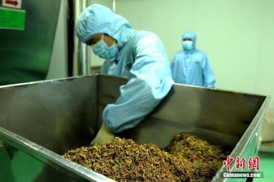 5月31日，<a target='_blank' href='http://www.chinanews.com/'>中新社</a>記者探訪位于青海省藏醫(yī)院藏藥制劑室，該制劑室系中國面積最大、制劑類型最全、年生產(chǎn)能力最強的藏藥制劑室。據(jù)悉，該制劑室有散劑、丸劑、酒劑、栓劑、煎膏劑、巴布膏劑等12種藏藥劑型生產(chǎn)線，可生產(chǎn)368種藏藥品種，年產(chǎn)能力200噸。圖為藏藥材粉碎設(shè)備(局部)。<a target='_blank' href='http://www.chinanews.com/'>中新社</a>記者 張?zhí)砀?攝