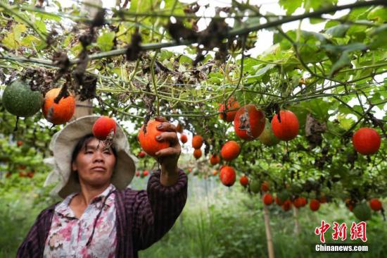10月10日，丹寨縣排調鎮(zhèn)明超產業(yè)扶貧專業(yè)合作社民眾在采摘吊瓜。近日，貴州省丹寨縣排調鎮(zhèn)吊瓜進入采摘時節(jié)，瓜農在田間采摘，喜迎豐收。丹寨縣排調鎮(zhèn)吊瓜種植項目，總投資238.5萬元，其中申請財政扶貧資金166.5萬元，自籌72萬元，采取“村社聯(lián)建”運營模式，在該鄉(xiāng)鎮(zhèn)9個村實施吊瓜種植600畝，2017年產值約120萬元，項目產生效益后利潤部分采取4411分紅模式，即40%貧困戶、40%合作社經營管理人員、10%村集體、10%合作社作為下一步壯大發(fā)展資金，種植項目帶動84戶貧困戶脫貧增收。賀俊怡 攝